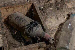 Dusty wine bottle with a plastic spider on it in a cobweb covered box, symbolizing Halloween and neglect photo