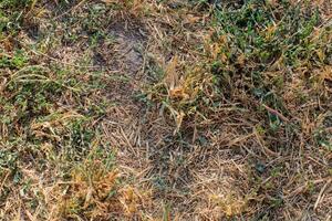 Drought affected grassy field with patchy, dry grass and weeds, illustrating climate change and environmental challenges photo
