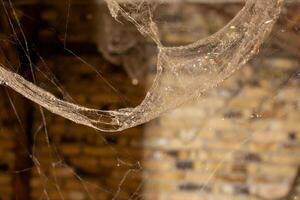 Close up of dusty cobwebs in an abandoned brick building, ideal for depicting Halloween or spooky themes photo