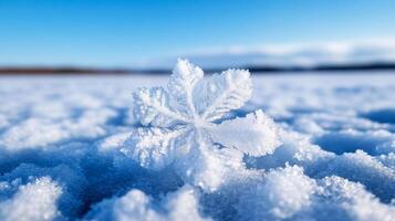Bitter frost flower blooms on Arctic sea ice delicate ice patterns forming in freezing temperatures under a blue sky photo