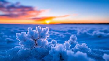 Bitter frost flower blooms on Arctic sea ice delicate ice patterns forming in freezing temperatures under a blue sky photo