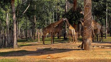 A group of giraffes peacefully feeding in a lush forest setting, highlighting wildlife conservation and biodiversity photo