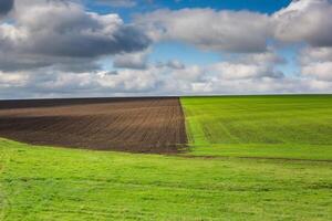 Green field under blue sky with white clouds. Green meadow. Cultivated agricultural field in the countryside. photo