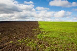 Green field under blue sky with white clouds. Green meadow. Cultivated agricultural field in the countryside. photo
