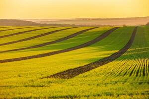 Green field under blue sky with white clouds. Green meadow. Cultivated agricultural field in the countryside. photo