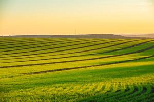 Green field under blue sky with white clouds. Green meadow. Cultivated agricultural field in the countryside. photo
