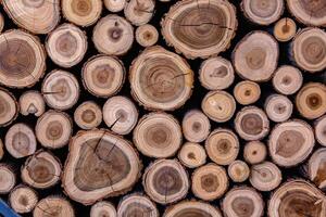 Pile of firewood in a forest. Background of wooden logs stacked in a pile. Wood texture. photo