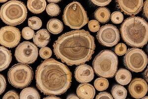Pile of firewood in a forest. Background of wooden logs stacked in a pile. Wood texture. photo