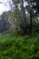 Spider on a spider web in the forest, close-up photo