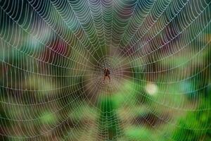 Spider on a spider web in the forest, close-up photo