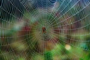 Spider on a spider web in the forest, close-up photo