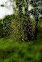 Spider on a spider web in the forest, close-up photo