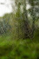 Spider on a spider web in the forest, close-up photo