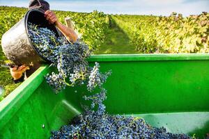 Very beautiful vineyard with terraces in the Republic of Moldova.Vineyard landscape with green rows of grapevines and rolling hills. photo