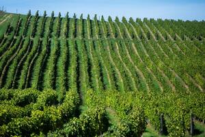 Very beautiful vineyard with terraces in the Republic of Moldova.Vineyard landscape with green rows of grapevines and rolling hills. photo