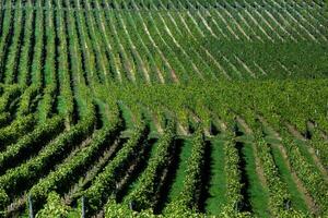 Very beautiful vineyard with terraces in the Republic of Moldova.Vineyard landscape with green rows of grapevines and rolling hills. photo