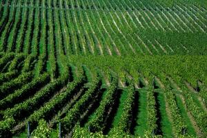 Very beautiful vineyard with terraces in the Republic of Moldova.Vineyard landscape with green rows of grapevines and rolling hills. photo