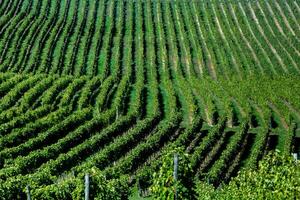 Very beautiful vineyard with terraces in the Republic of Moldova.Vineyard landscape with green rows of grapevines and rolling hills. photo