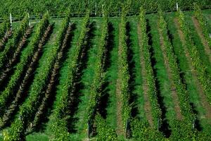 Very beautiful vineyard with terraces in the Republic of Moldova.Vineyard landscape with green rows of grapevines and rolling hills. photo