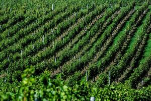 Very beautiful vineyard with terraces in the Republic of Moldova.Vineyard landscape with green rows of grapevines and rolling hills. photo