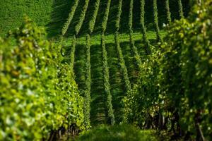 Very beautiful vineyard with terraces in the Republic of Moldova.Vineyard landscape with green rows of grapevines and rolling hills. photo