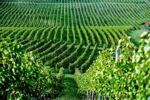 Very beautiful vineyard with terraces in the Republic of Moldova.Vineyard landscape with green rows of grapevines and rolling hills. photo