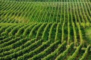 Very beautiful vineyard with terraces in the Republic of Moldova.Vineyard landscape with green rows of grapevines and rolling hills. photo