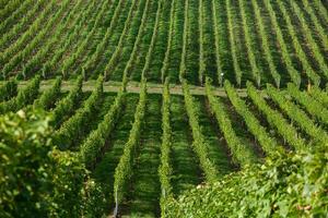Very beautiful vineyard with terraces in the Republic of Moldova.Vineyard landscape with green rows of grapevines and rolling hills. photo