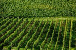 Very beautiful vineyard with terraces in the Republic of Moldova.Vineyard landscape with green rows of grapevines and rolling hills. photo