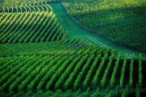 Very beautiful vineyard with terraces in the Republic of Moldova.Vineyard landscape with green rows of grapevines and rolling hills. photo