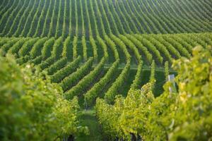 Very beautiful vineyard with terraces in the Republic of Moldova.Vineyard landscape with green rows of grapevines and rolling hills. photo