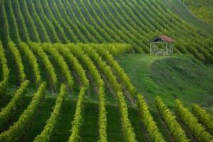 Very beautiful vineyard with terraces in the Republic of Moldova.Vineyard landscape with green rows of grapevines and rolling hills. photo
