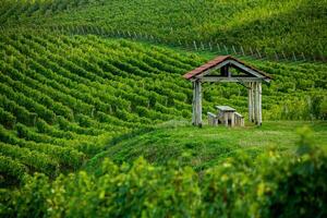 Very beautiful vineyard with terraces in the Republic of Moldova.Vineyard landscape with green rows of grapevines and rolling hills. photo