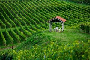 Very beautiful vineyard with terraces in the Republic of Moldova.Vineyard landscape with green rows of grapevines and rolling hills. photo