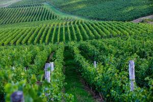 Very beautiful vineyard with terraces in the Republic of Moldova.Vineyard landscape with green rows of grapevines and rolling hills. photo