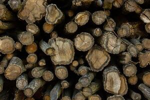 Wooden logs in the forest as a background. Firewood stacked in a pile. photo