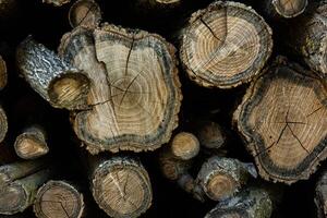 Wooden logs in the forest as a background. Firewood stacked in a pile. photo