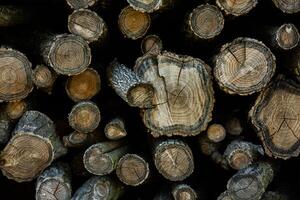 Wooden logs in the forest as a background. Firewood stacked in a pile. photo