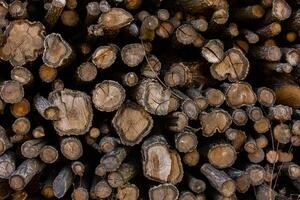 Wooden logs in the forest as a background. Firewood stacked in a pile. photo
