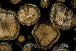 Wooden logs in the forest as a background. Firewood stacked in a pile. photo