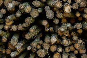 Wooden logs in the forest as a background. Firewood stacked in a pile. photo