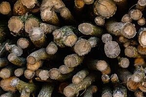 Wooden logs in the forest as a background. Firewood stacked in a pile. photo