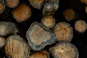 Wooden logs in the forest as a background. Firewood stacked in a pile. photo
