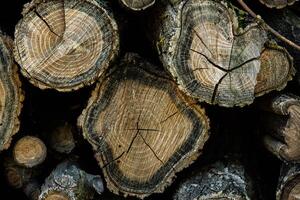 Wooden logs in the forest as a background. Firewood stacked in a pile. photo