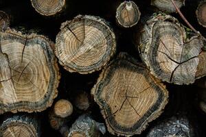 Wooden logs in the forest as a background. Firewood stacked in a pile. photo