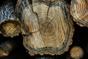 Wooden logs in the forest as a background. Firewood stacked in a pile. photo