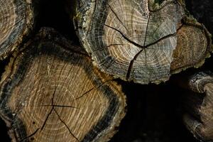 Wooden logs in the forest as a background. Firewood stacked in a pile. photo