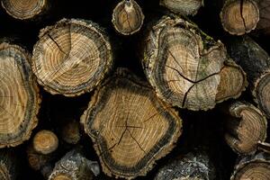 Wooden logs in the forest as a background. Firewood stacked in a pile. photo