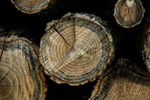 Wooden logs in the forest as a background. Firewood stacked in a pile. photo