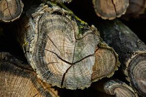 Wooden logs in the forest as a background. Firewood stacked in a pile. photo